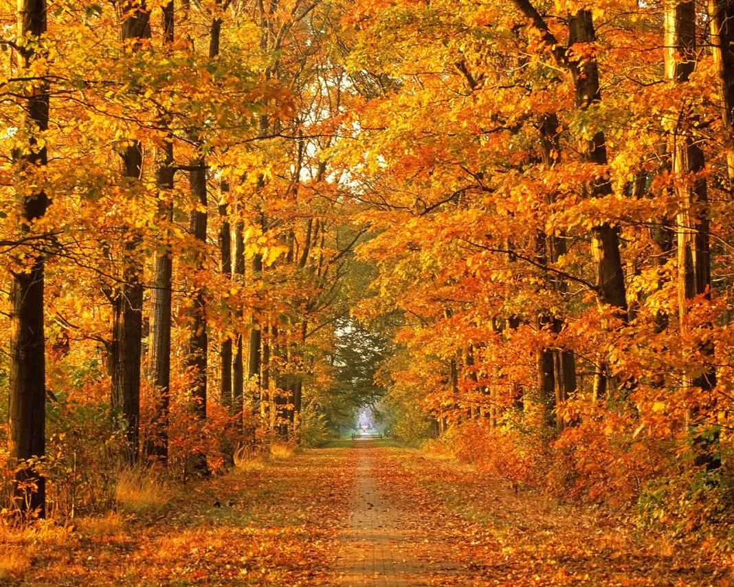 autumn_country_road2.jpg
