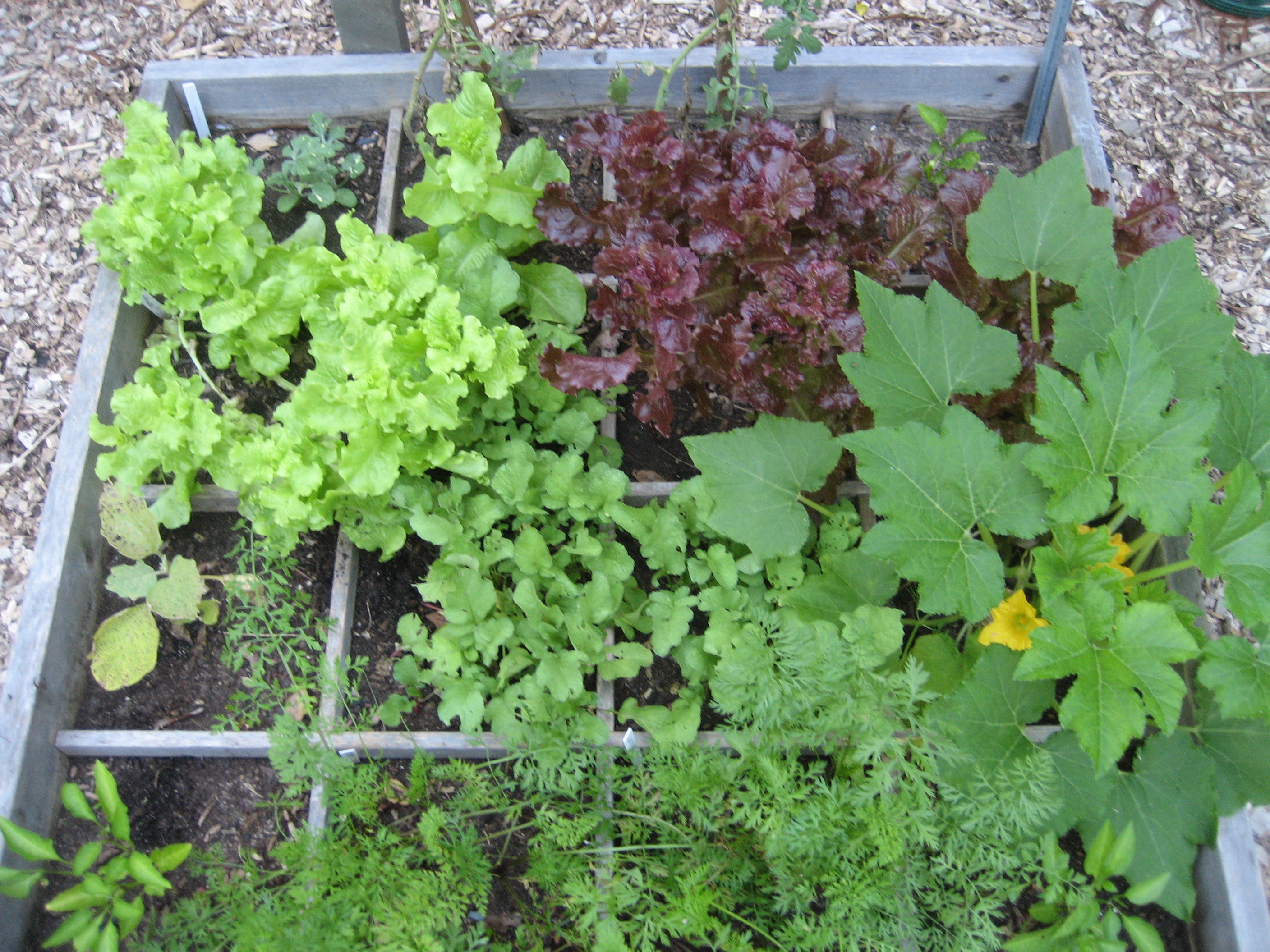 In The Garden Growing Vegetables in Raised Beds