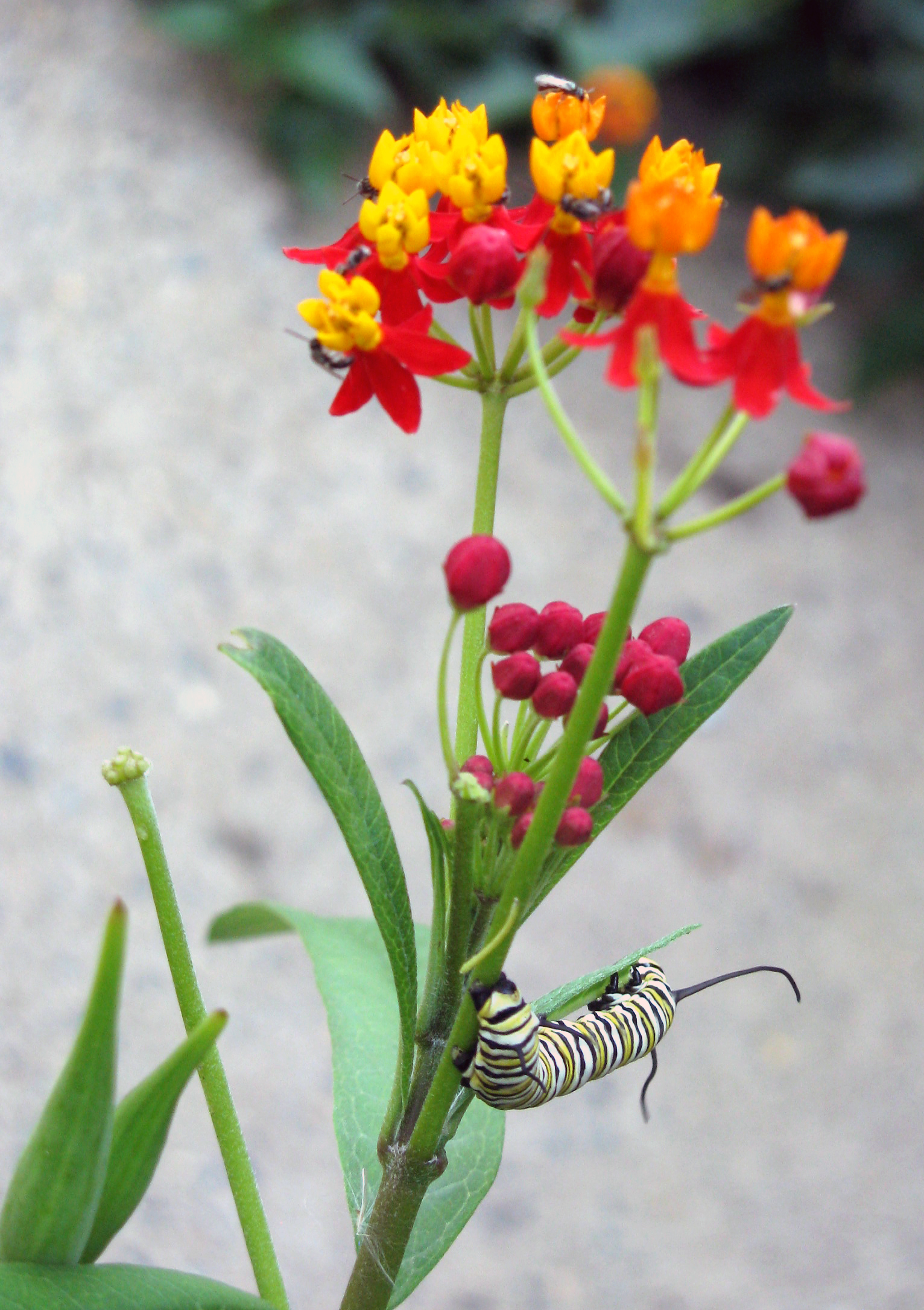 Monarch caterpillar feeding on Asclepias curassavica