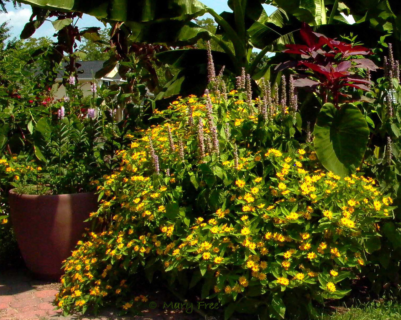 Five Things You Didn’t Know About . . . Annuals Master Gardeners of