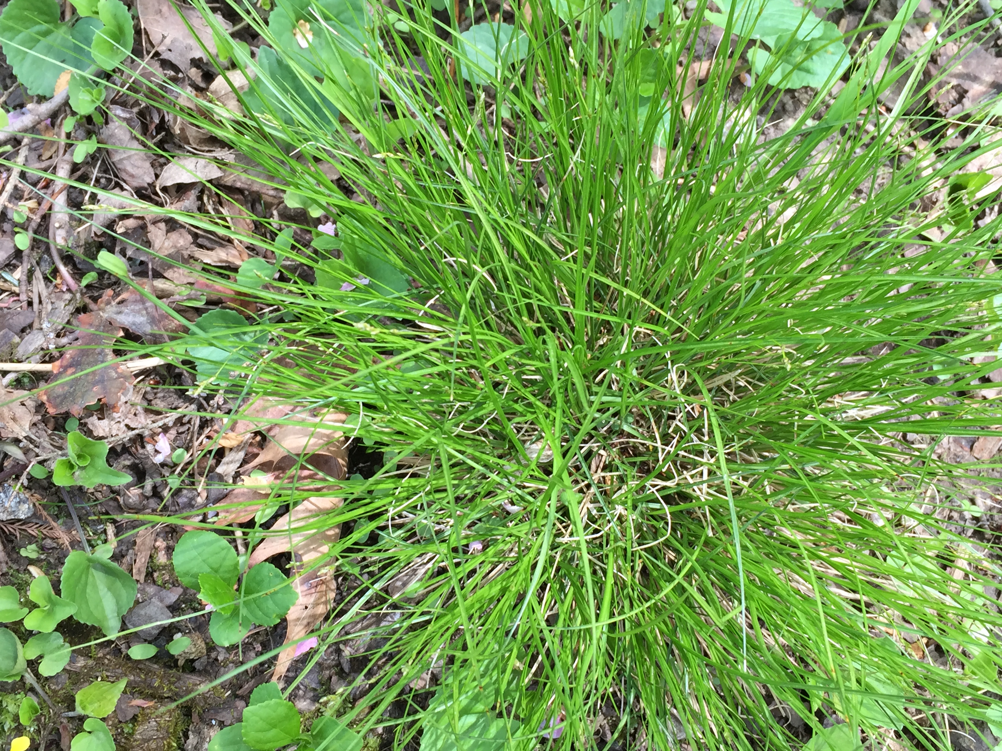 virginia home and garden