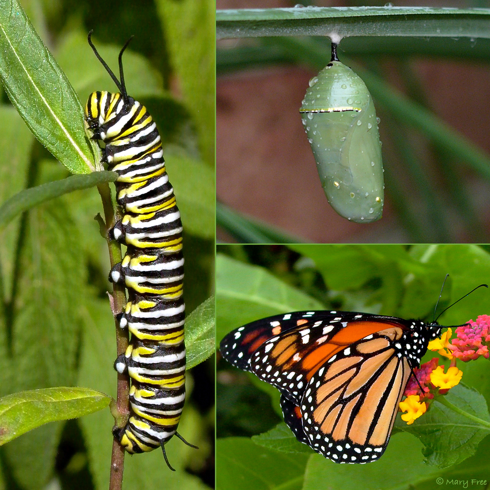 Monarch Butterfly Caterpillar Identification