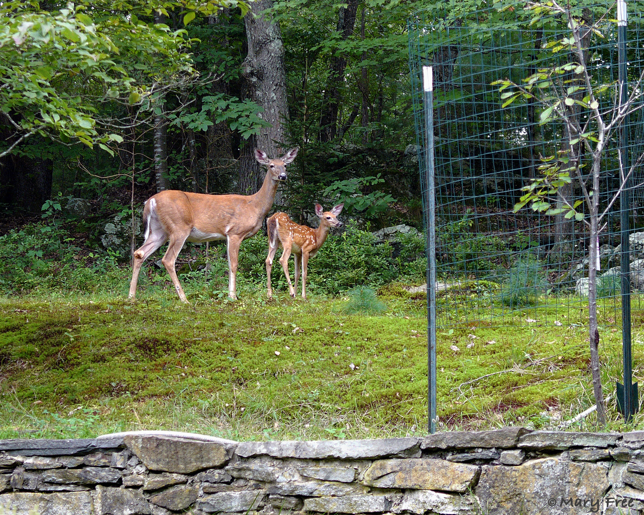 Even though this small fruit tree was surrounded by fencing to protect it from foraging white-tailed deer,
 it fell victim to a fawn who was able to lean under the barrier and nibble at the bark. © 2018–2019 Mary Free