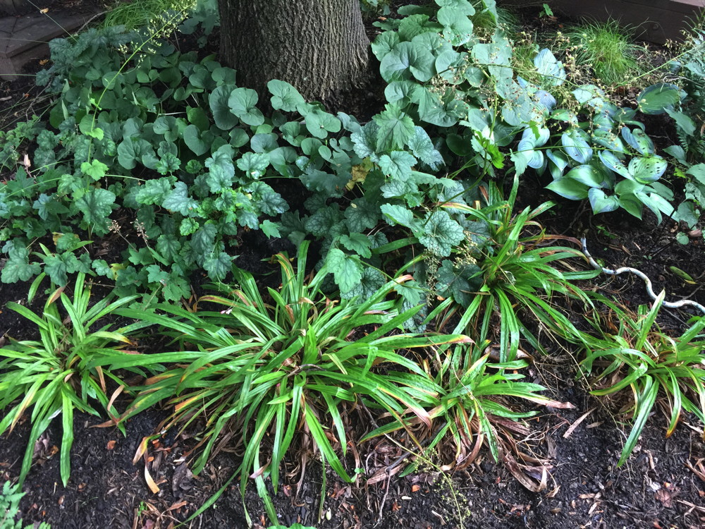 Sedge Carex Plantaginea Plantainleaf Sedge Master Gardeners Of