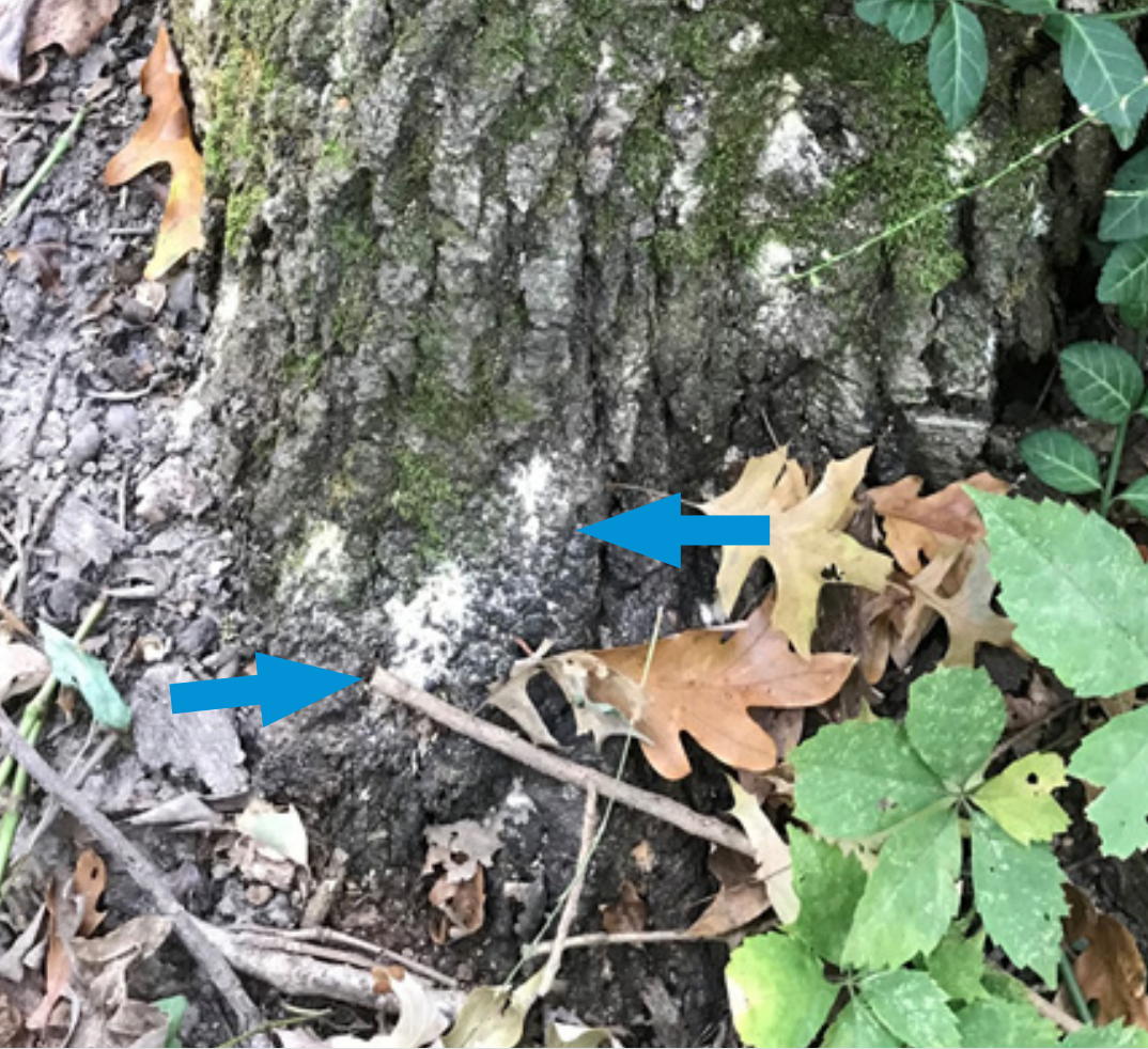 Fine sawdust-like frass (arrows) from ambrosia beetles at the base of white oak with brown foliage.