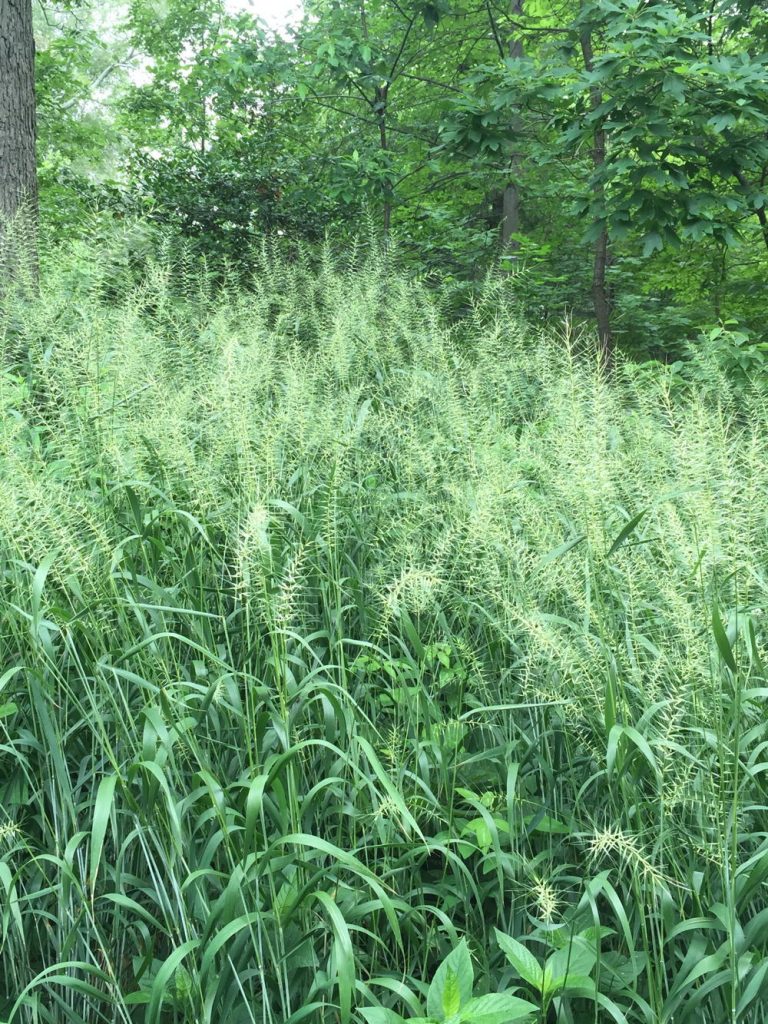 GRASS Elymus hystrix (Bottlebrush Grass)
