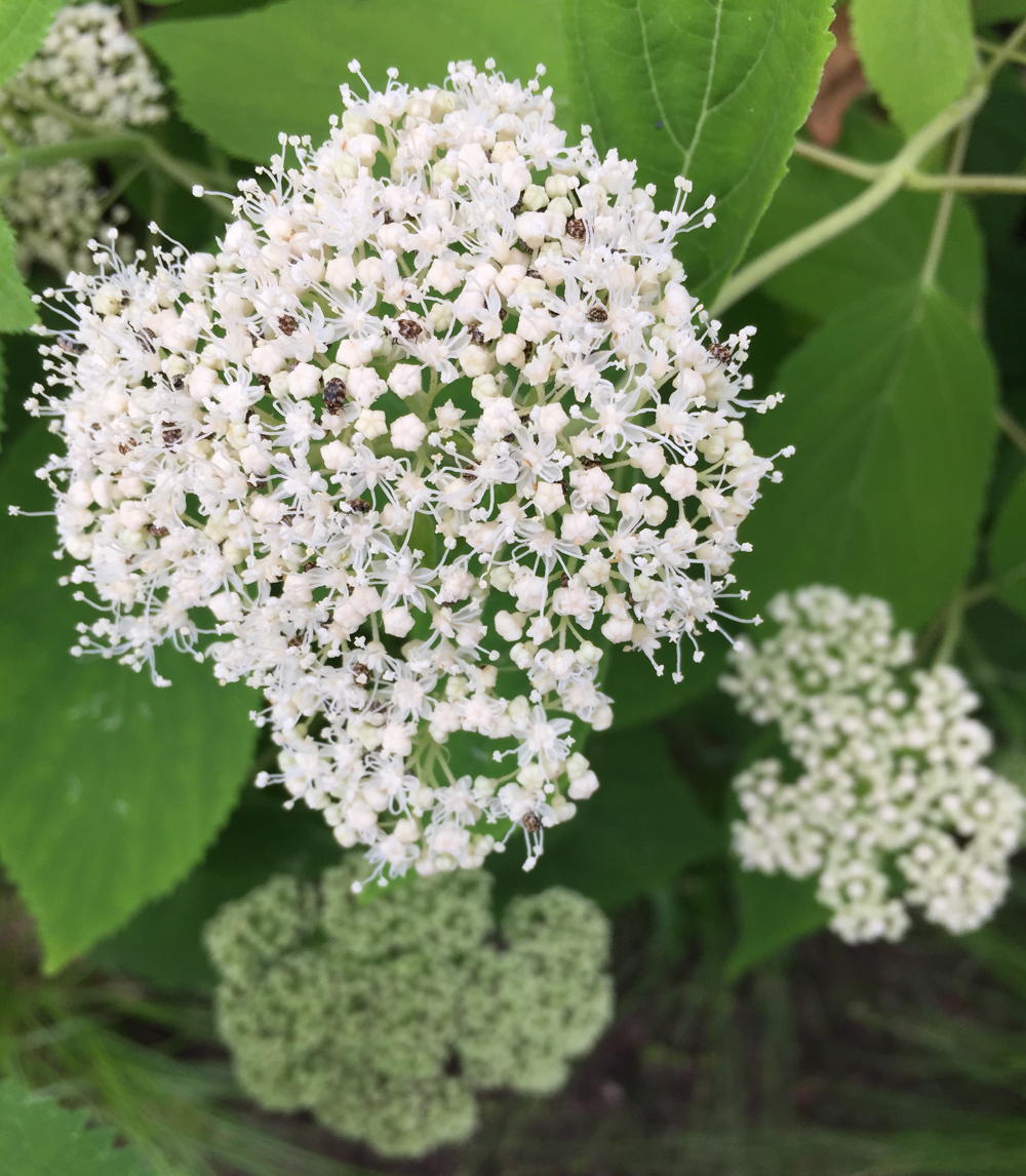 33Wild_hydrangea_flowers_attract_many_pollinators