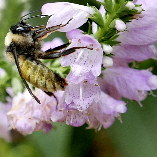Pollinators and Other Wildlife
