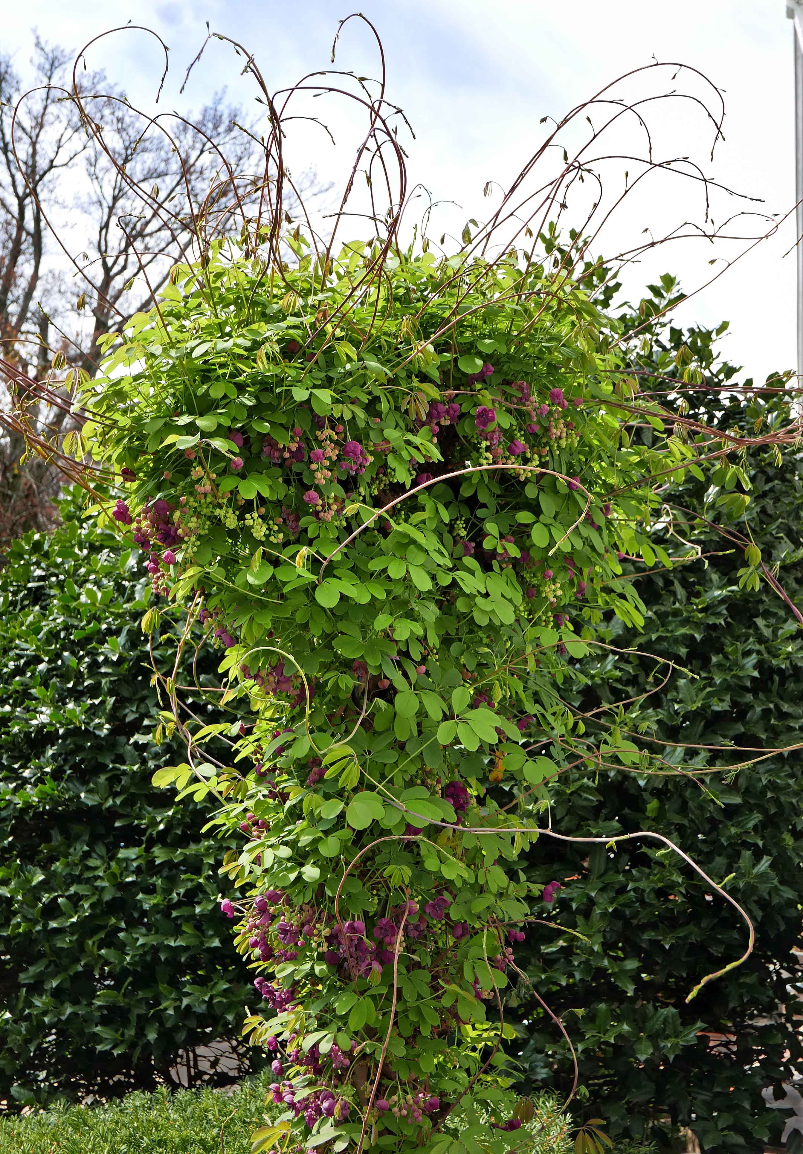 Akebia_quinata_flowering_vine_Mar_MMF Master Gardeners