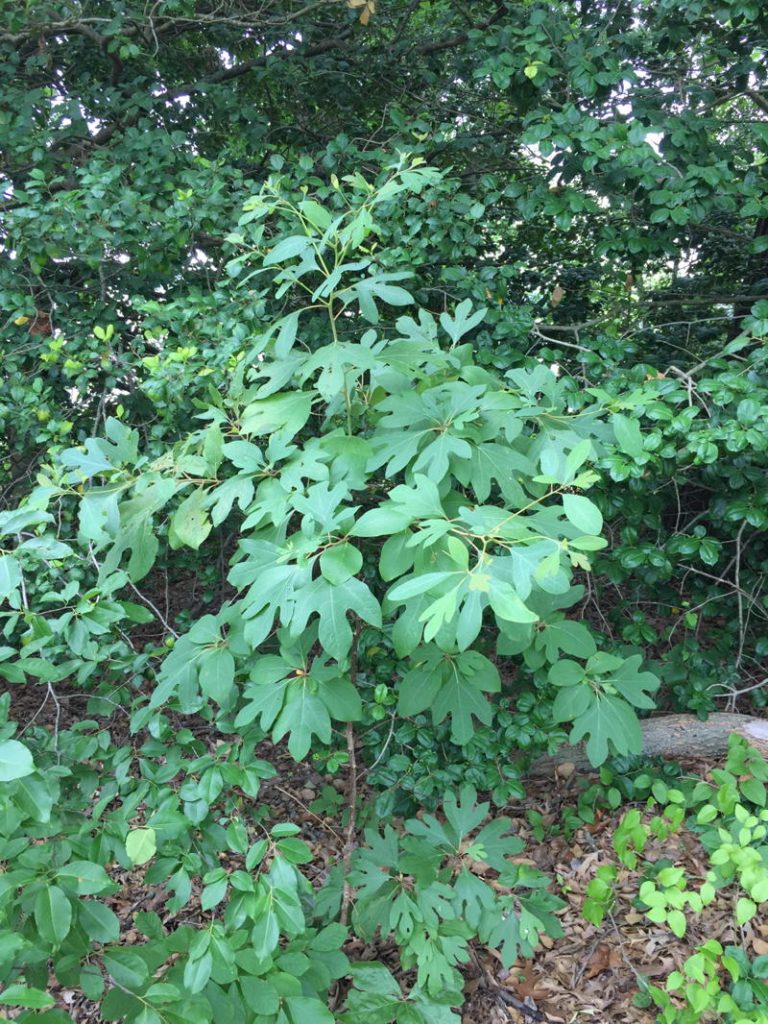 TREE: Sassafras albidum (Sassafras)
