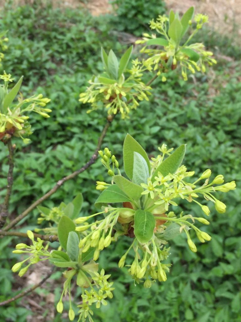 TREE: Sassafras albidum (Sassafras)