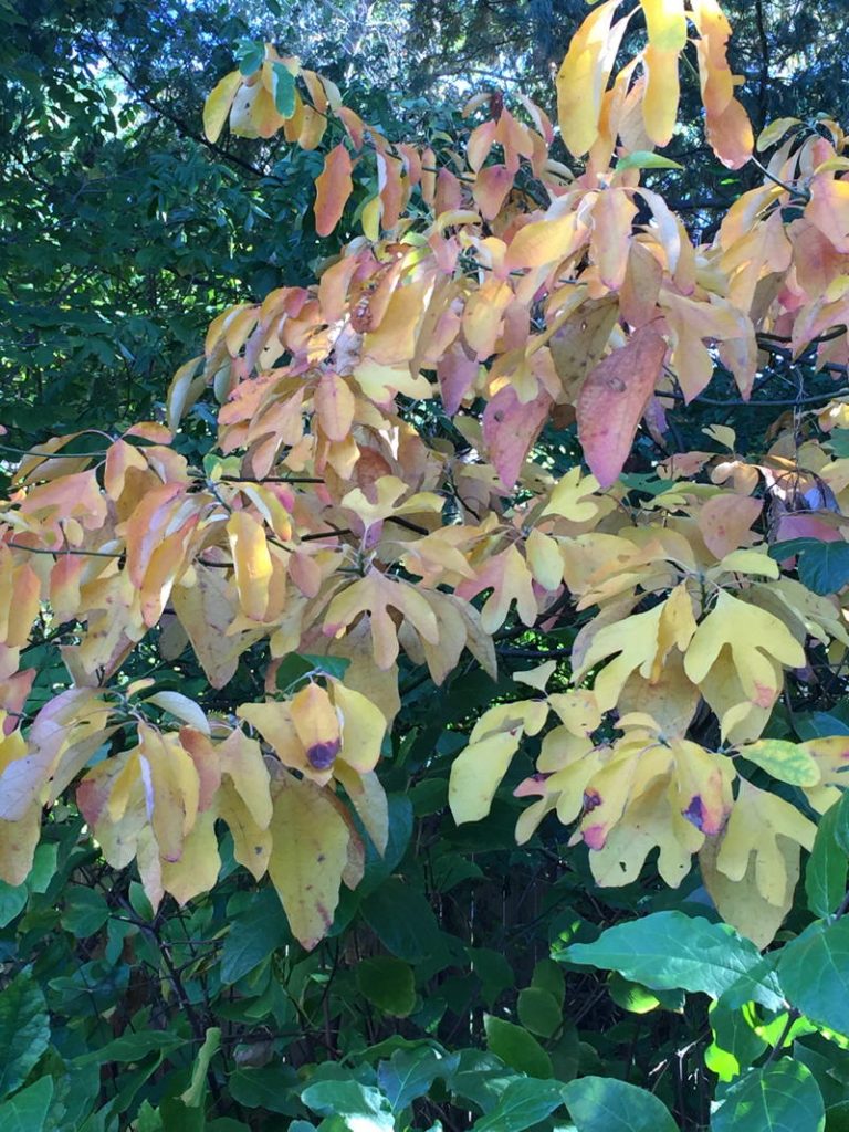 TREE: Sassafras albidum (Sassafras)