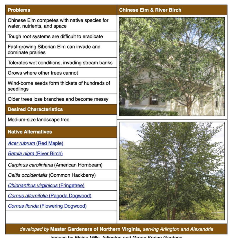 Invasive Plant Factsheet Chinese & Siberian Elms (Ulmus parviflora & U