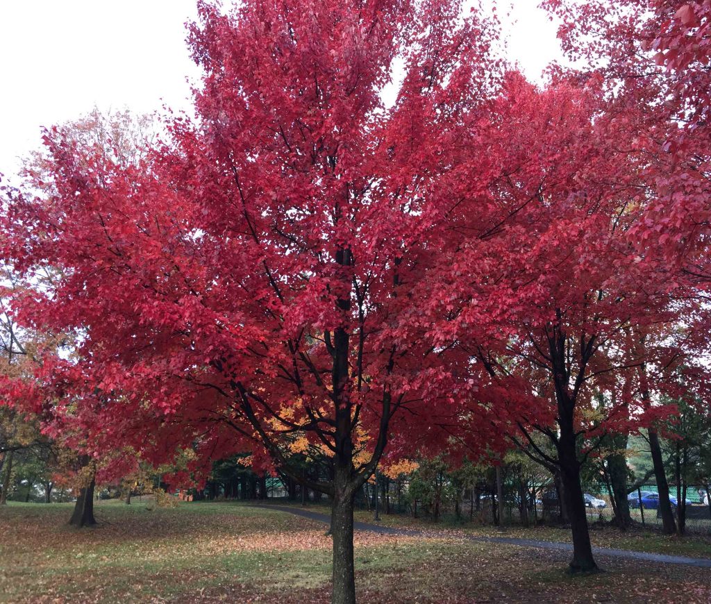 Acer rubrum (Red Maple)