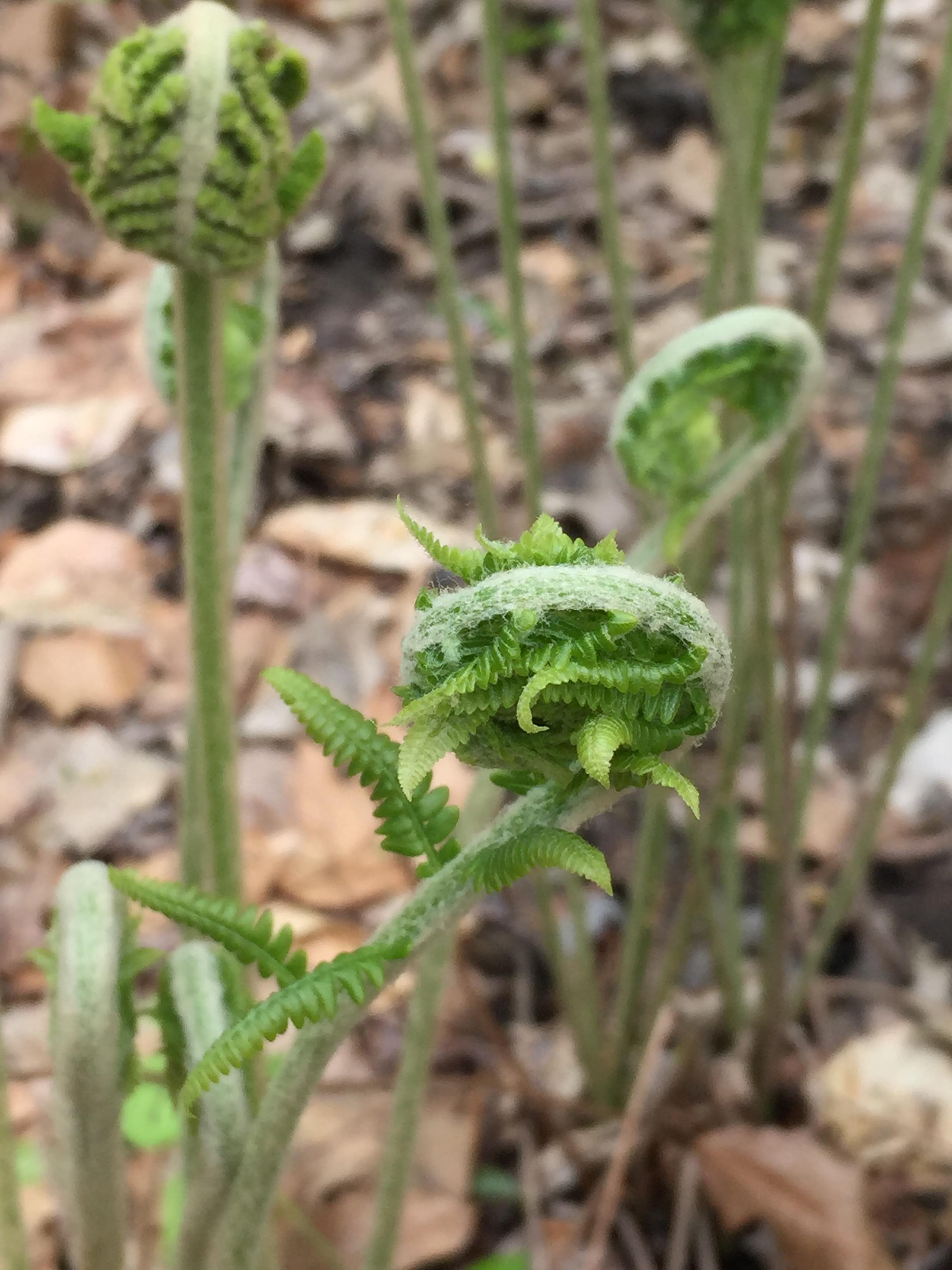 Osmundastrum cinnamomeum (Cinnamon Fern) Master Gardeners of Northern
