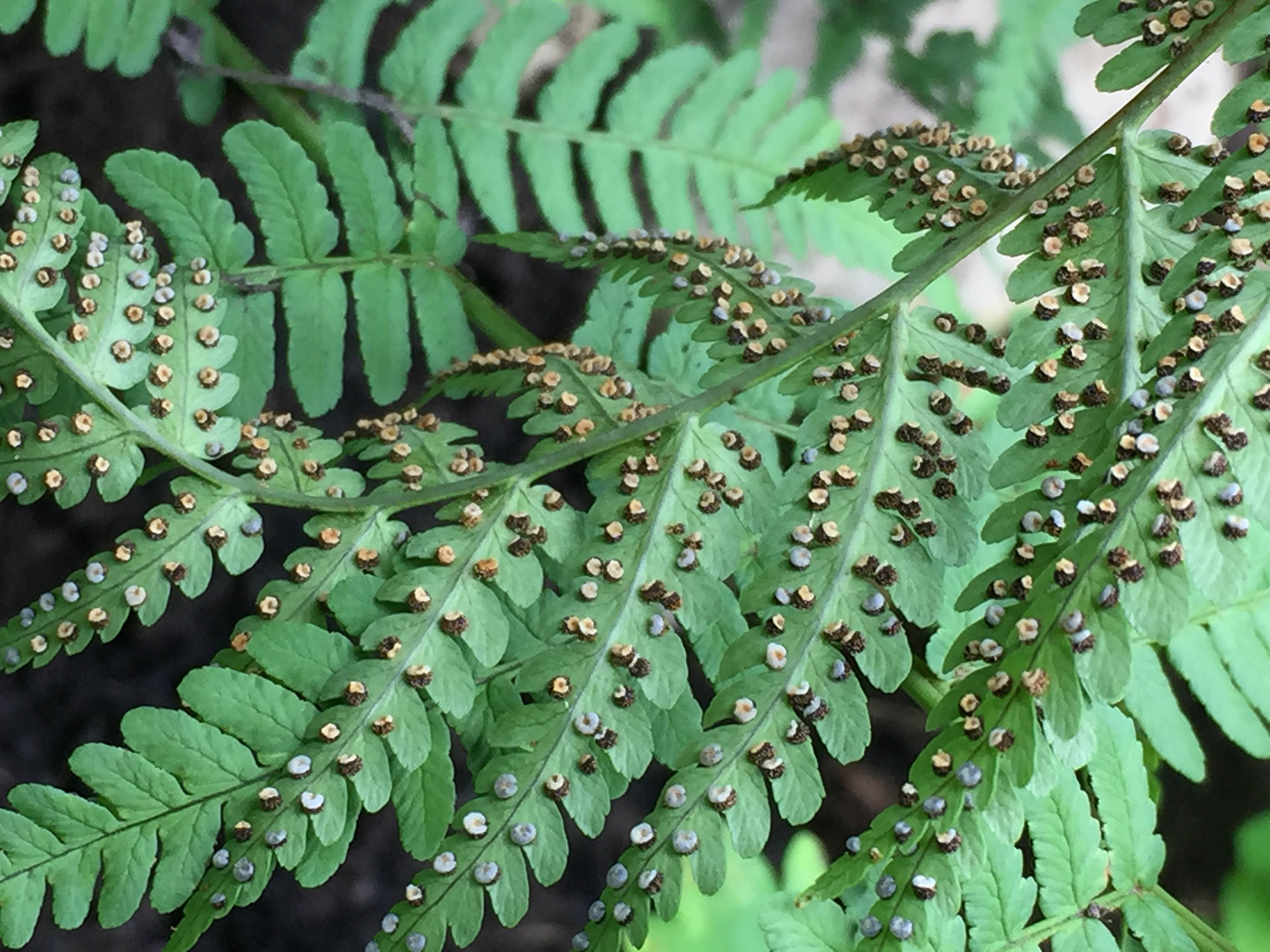 Dryopteris marginalis (Marginal Wood Fern) Master Gardeners of