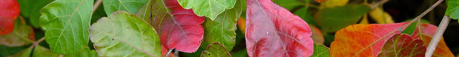 colorful fall leaves of rhus aromatica
