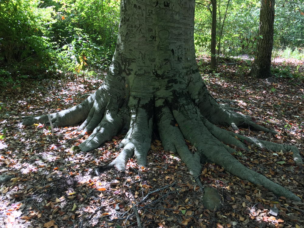 Roots of Fagus grandifolia (American beech)