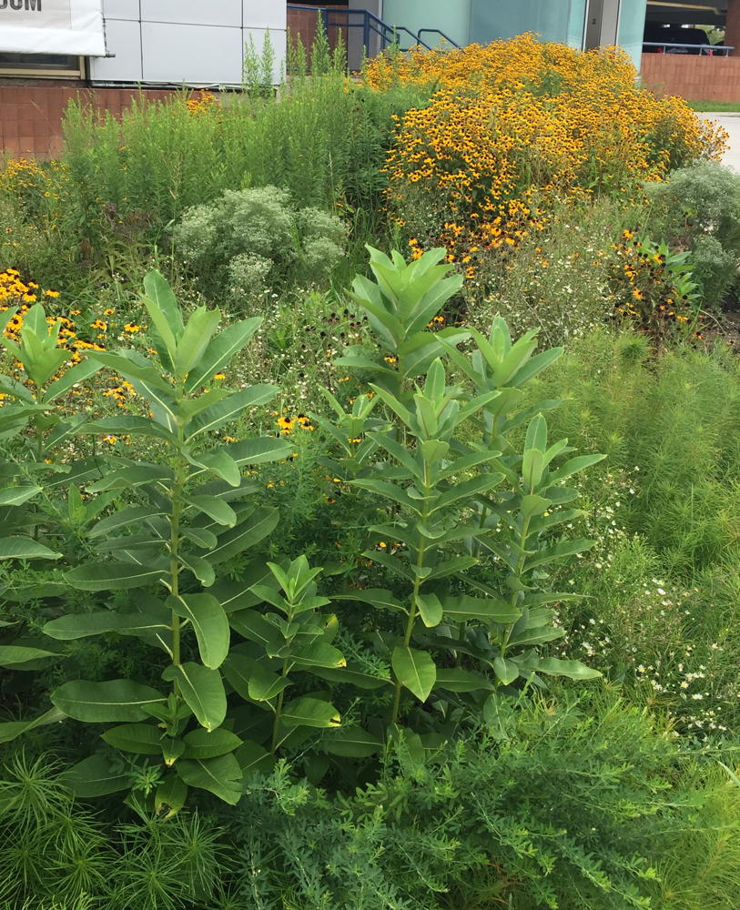 Common milkweed is adapting to urban conditions