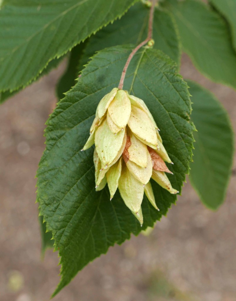 Ostrya virginiana ([Eastern] Hophornbeam, Ironwood)