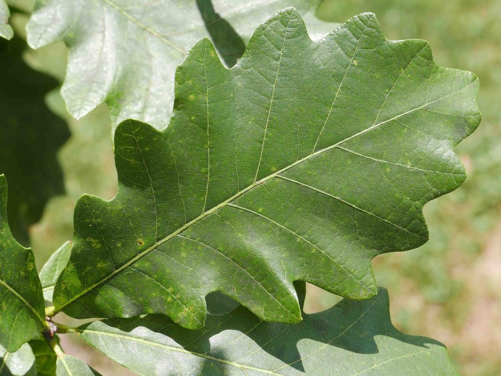 Quercus alba (White Oak)