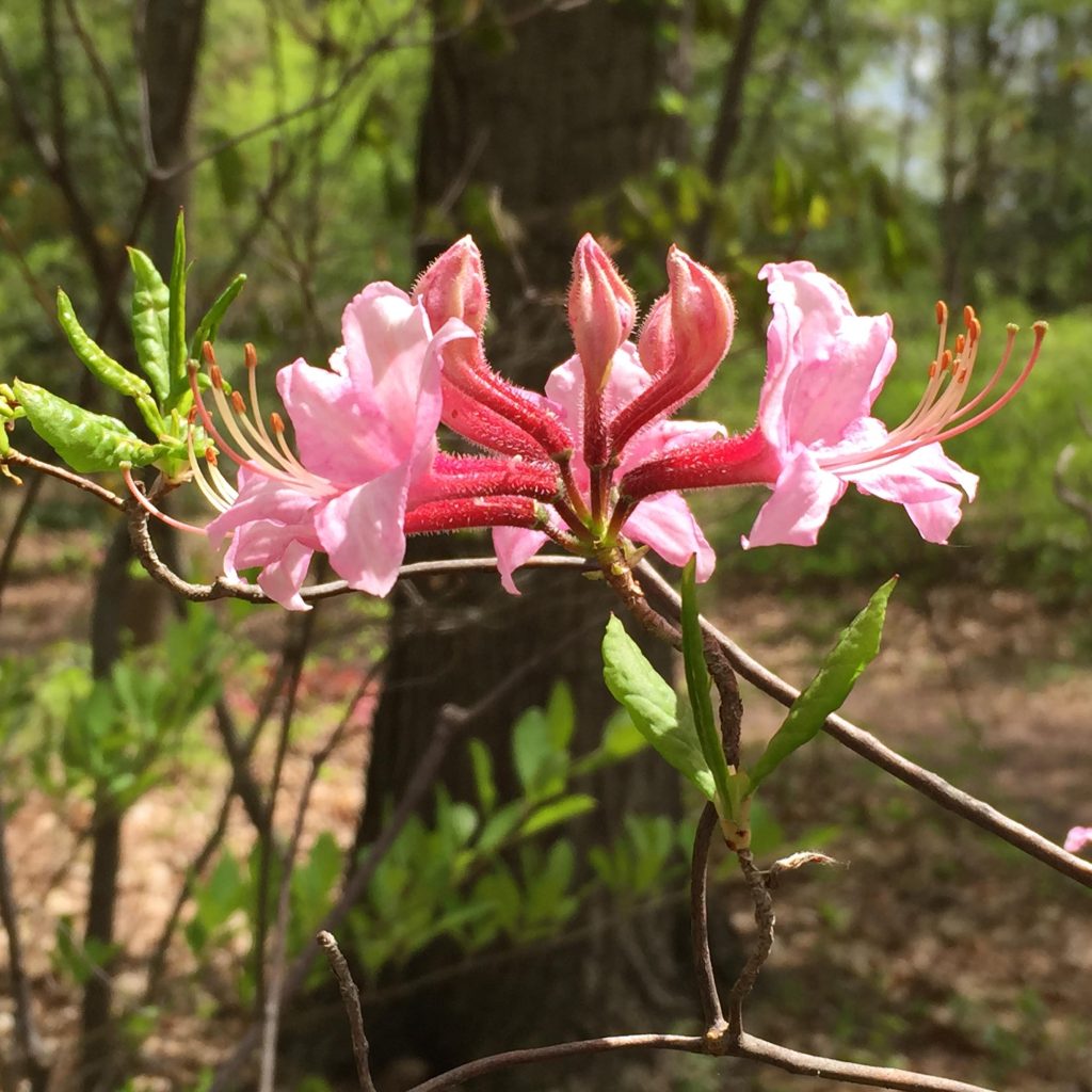 Rhododendron periclymenoides (Wild or Pinxterbloom Azalea)