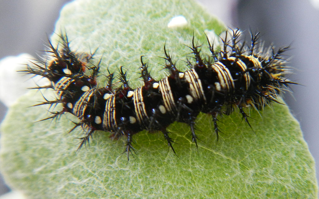 American_Lady_Butterfly_caterpillar