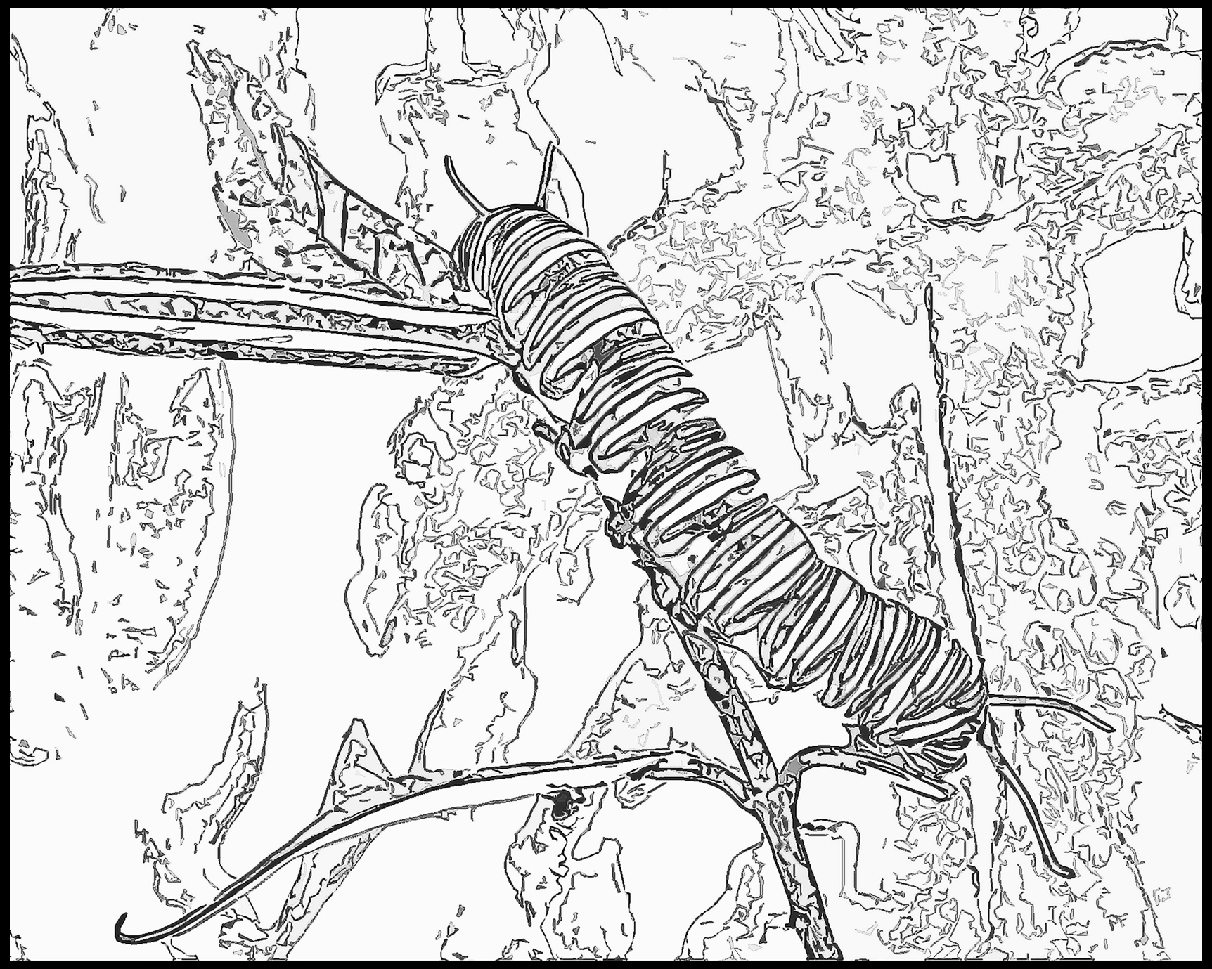 Coloring_Page_Monarch_Caterpillar_on_Butterfly-weed_MMF