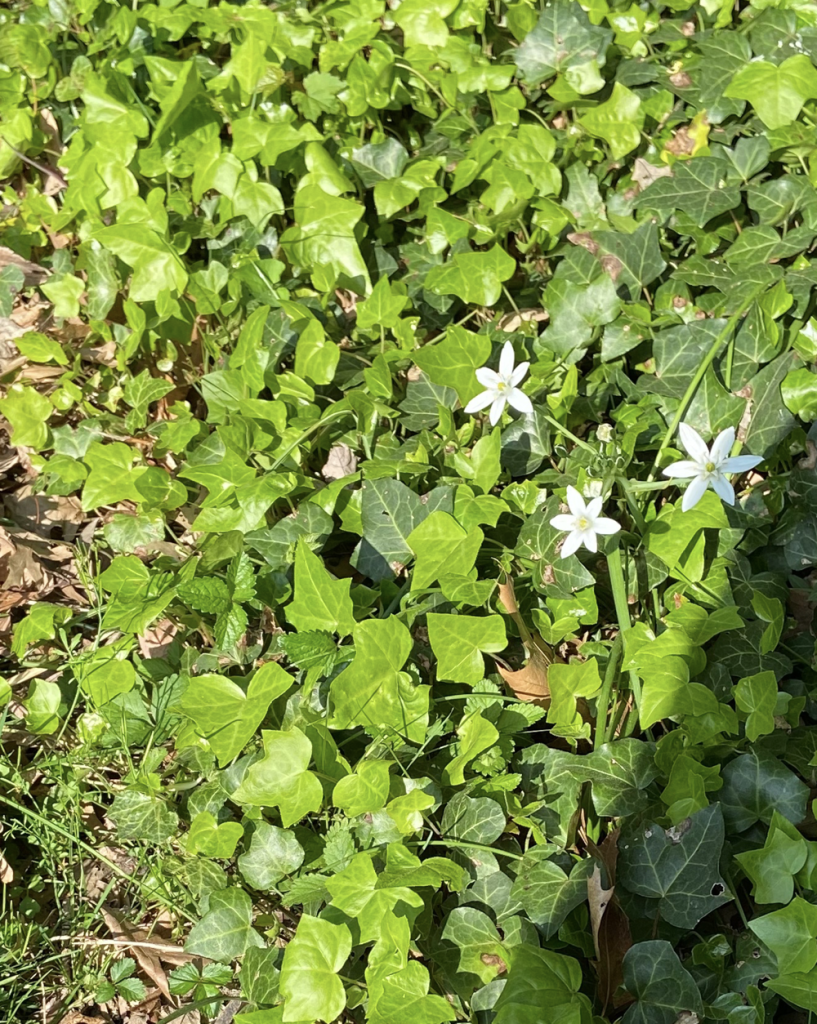 All that glitters is not gold