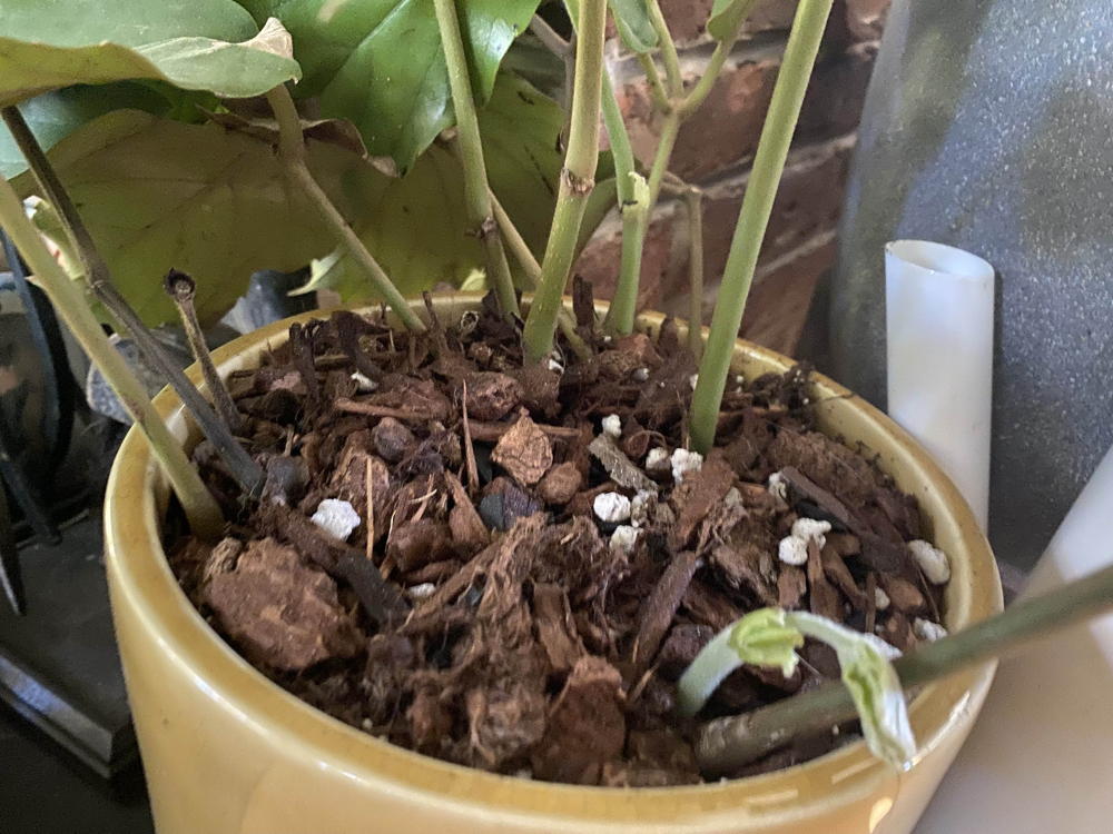 top_dressing_houseplants_EM