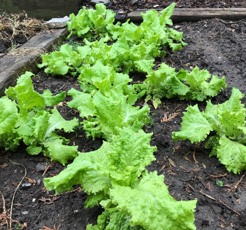 BlackSeededSimpsonLettuceovgBobJohnson