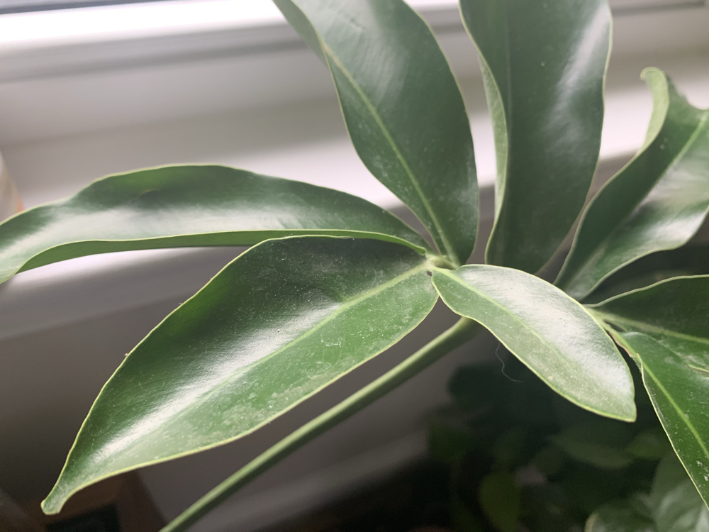 dusty_houseplant_leaves_2023_EvinM