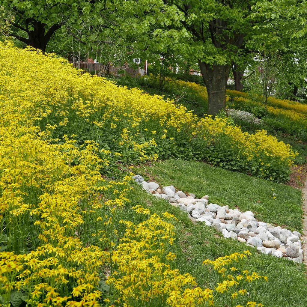 Packera aurea (Golden or Heartleaf Ragwort)