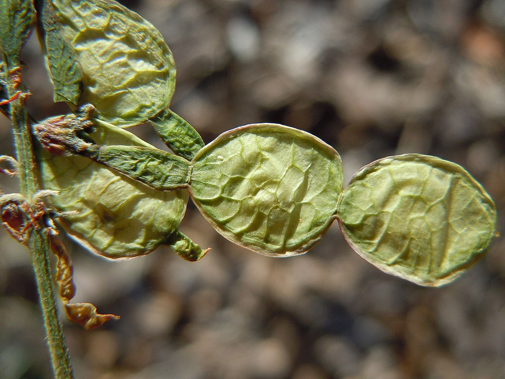 New to the Glossary: Schizocarp, Mericarp